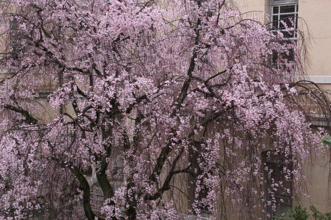 6535-15.4.10八重紅枝垂れ桜全体　大.jpg
